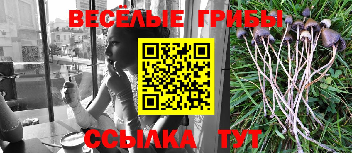 Губаха  Галлюциногенные грибы Cubensis  купить   Вход с VPN 